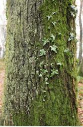 Photo Textures of Tree Bark